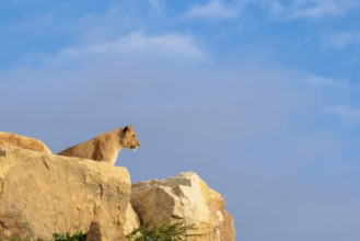 A young male lion (Panthera leo) stands on a rocky hill on a sunny day, observing something.