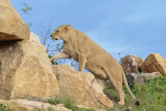 An adult female lion (Panthera leo) climbs a rocky hill on a sunny day. Captive