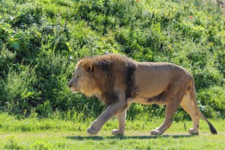 A big male lion (Panthera leo) runs across a meadow in hilly terrain on a sunny day. Captive