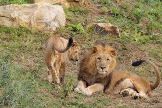 A male lion cub (Panthera leo) plays with his father on a rocky hill on a sunny day. Captive