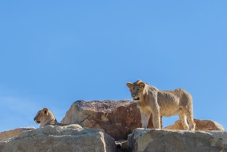 A young male lion (Panthera leo) stands next to a female cub lying on a rocky hill on a sunny day.