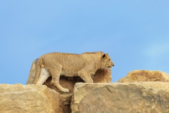 A young male lion (Panthera leo) walks across a rocky hill on a sunny day. Captive
