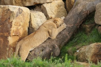 A young male lion (Panthera leo) climbs up a rocky hill on a sunny day. Captive