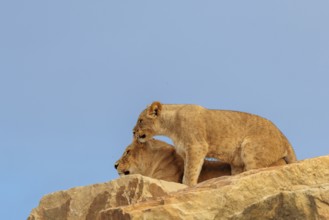 A lioness (Panthera leo) rests with her daughter on a rocky hill on a sunny day. Captive