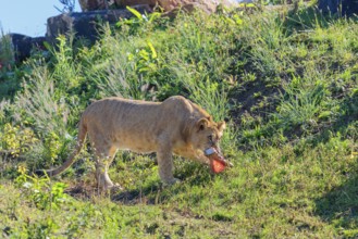 A male lion cub (Panthera leo) leaves a rocky hill on a sunny day, carrying some food. Captive