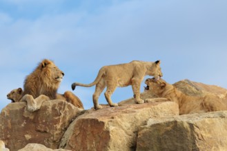 A small pride of lions (Panthera leo) rests on a rocky hill on a sunny day. Captive