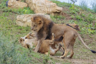 A large male lion (Panthera leo) plays with his daughter in rocky and hilly terrain