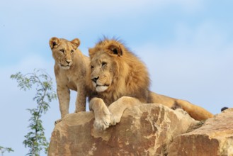 A big male lion (Panthera leo) rests next to a female cub standing on a rocky hill on a sunny day.
