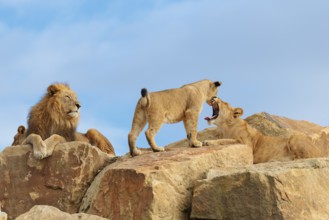 A small pride of lions (Panthera leo) rests on a rocky hill on a sunny day. Captive