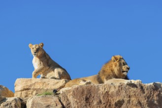 Two adult lions, a male and female (Panthera leo) rest on a rocky hill on a sunny day, observing