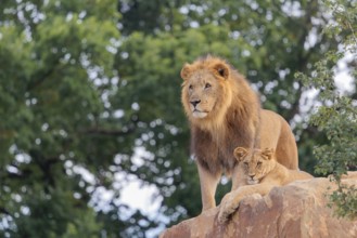 A big male lion (Panthera leo) stands next to a female cub lying on a rocky hill on a sunny day.