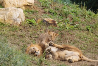 A male lion cub (Panthera leo) plays with his father on a rocky hill on a sunny day. Captive