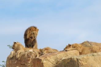 A small pride of lions (Panthera leo) rests on a rocky hill on a sunny day. The adult male lion