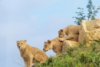 A female lion cub (Panthera leo) plays with her mother on a rocky hill on a sunny day, observed by