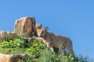 A young male lion (Panthera leo) stands on a rocky hill on a sunny day, observing something.
