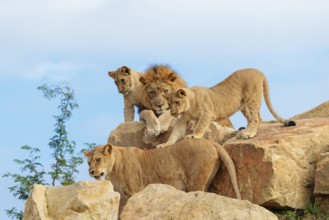 A female lion cub (Panthera leo) plays with her mother on a rocky hill on a sunny day, observed by