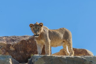 A young male lion (Panthera leo) stands on a rocky hill on a sunny day, observing something.