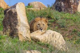 A big male lion (Panthera leo) rests behind rocks on a rocky hill on a sunny day. Captive