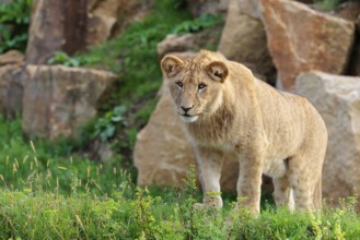 A young male lion (Panthera leo) stands on a rocky hill on a sunny day, observing something.