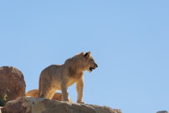 A young male lion (Panthera leo) stands on a rocky hill on a sunny day, observing something.