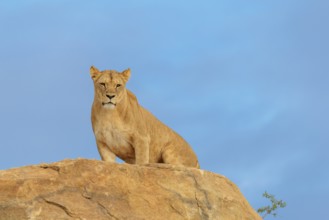 An adult female lion (Panthera leo) stands on a rocky hill on a sunny day, observing something.