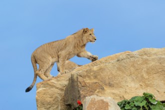 A young male lion (Panthera leo) walks across a rocky hill on a sunny day. Captive