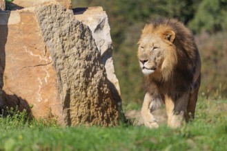 A big male lion (Panthera leo) runs across a meadow past rocks in hilly terrain on a sunny day.