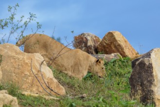 An adult female lion (Panthera leo) leaves a rocky hill on a sunny day. Captive