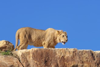 A young male lion (Panthera leo) stands on a rocky hill on a sunny day, observing something.
