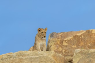 A young female lion (Panthera leo) walks across a rocky hill on a sunny day. Captive