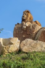A small pride of lions (Panthera leo) rests on a rocky hill on a sunny day. Captive