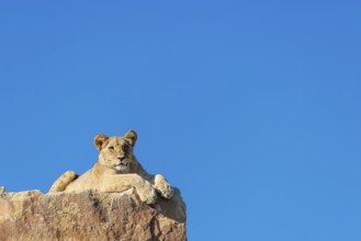 A young male lion (Panthera leo) rests on a rocky hill on a sunny day, observing something. Captive