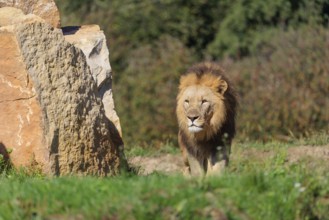 A big male lion (Panthera leo) runs across a meadow past rocks in hilly terrain on a sunny day.