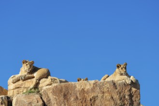 Three lion cubs (Panthera leo) rest on a rocky hill on a sunny day, observing something. Captive