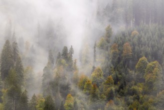 Mixed forest in the fog, autumn forest, autumn, Furkajoch, Vorarlberg, Austria