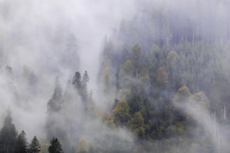 Mixed forest in the fog, autumn forest, autumn, Furkajoch, Vorarlberg, Austria