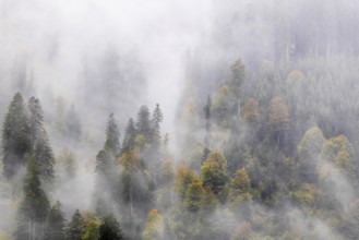Mixed forest in the fog, autumn forest, autumn, Furkajoch, Vorarlberg, Austria