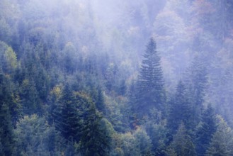 Spruce forest in the fog, autumn, Furkajoch, Vorarlberg, Austria