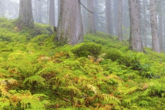 Worm fern (Dryopteris filix-mas) in coniferous forest, Leptosporangiate ferns (Polypodiopsida),