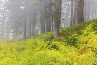 Worm fern (Dryopteris filix-mas) in coniferous forest, Leptosporangiate ferns (Polypodiopsida),