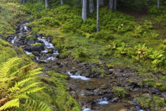 Worm fern (Dryopteris filix-mas) lining a mountain stream, Leptosporangiate ferns (Polypodiopsida),