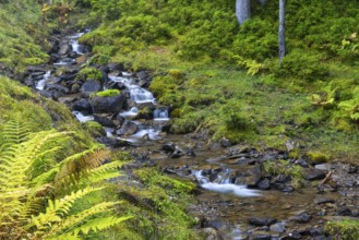 Worm fern (Dryopteris filix-mas) lining a mountain stream, Leptosporangiate ferns (Polypodiopsida),