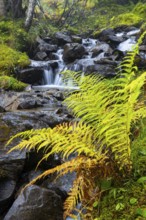 Worm fern (Dryopteris filix-mas) by a mountain stream, Leptosporangiate ferns (Polypodiopsida),