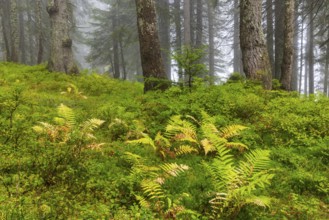 Worm fern (Dryopteris filix-mas) in coniferous forest, Leptosporangiate ferns (Polypodiopsida),