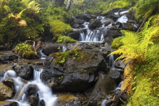 Worm fern (Dryopteris filix-mas) by a mountain stream, Leptosporangiate ferns (Polypodiopsida),