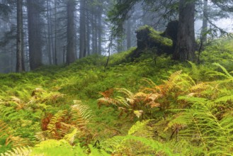 Worm fern (Dryopteris filix-mas) in coniferous forest, Leptosporangiate ferns (Polypodiopsida),