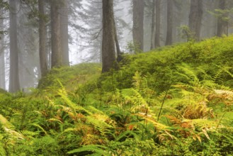 Worm fern (Dryopteris filix-mas) in coniferous forest, Leptosporangiate ferns (Polypodiopsida),