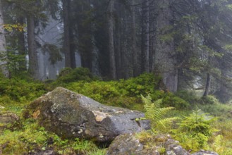 Worm fern (Dryopteris filix-mas) next to stone in coniferous forest, Leptosporangiate ferns