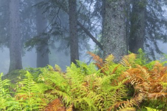 Worm fern (Dryopteris filix-mas) in front of coniferous forest, Leptosporangiate ferns