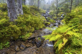 Worm fern (Dryopteris filix-mas) by a mountain stream, Leptosporangiate ferns (Polypodiopsida),